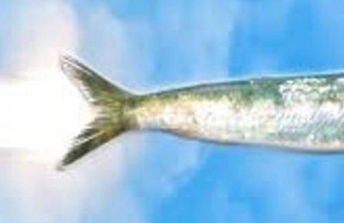 La Sardine au coeur du Panier - Foto 24