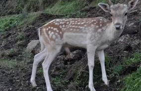 Casa Morgado - Foto 6