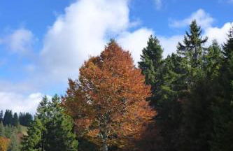 Ferienwohnung Schog - Foto 25