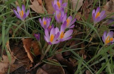 Magnifique lodge dans la forêt de Fontainebleau - Foto 8