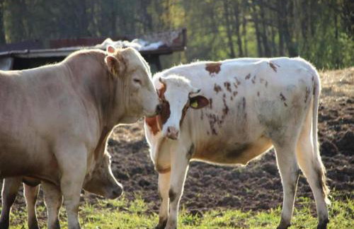 Waldblick Forest Retreat - Foto 53