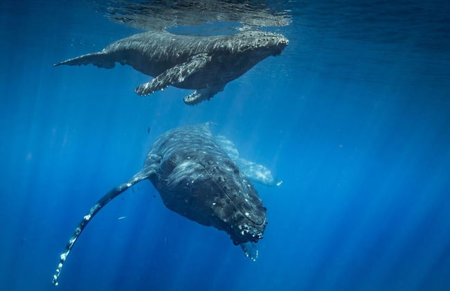 Kuau Plaza Paia Condo with Parking - Foto 45