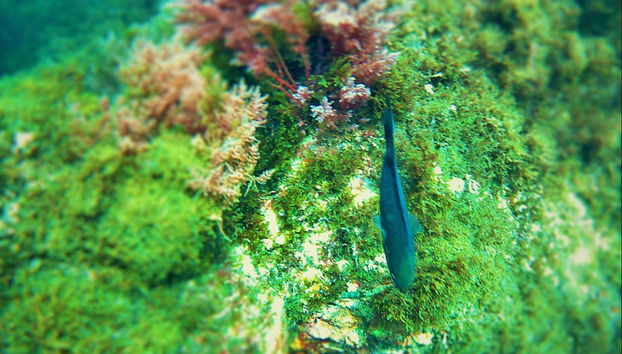 Fonds marins du parc naturel du détroit de Gibraltar