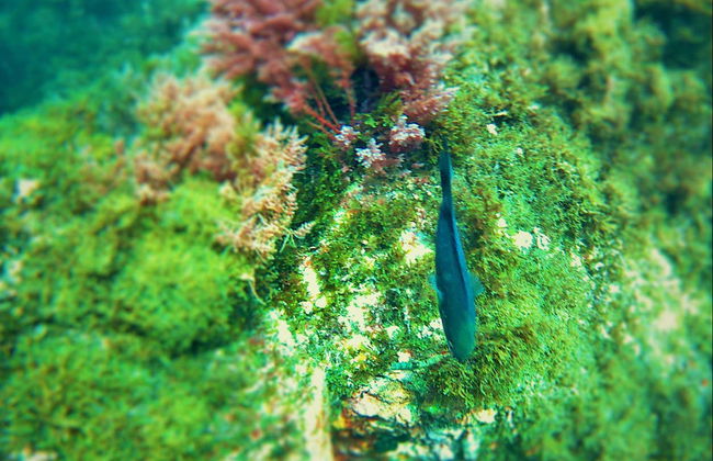 Baptême de plongée dans le Parc Naturel du Détroit - Photo 2