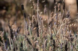 Agrilia Koromili Retreat - Foto 23