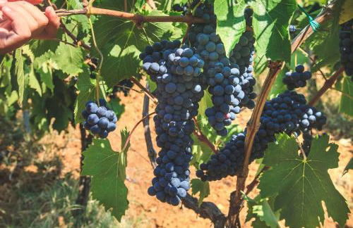 Case Vacanza Podere Risoino - Foto 38