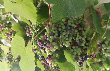 Apartman Sucuraj - Foto 7