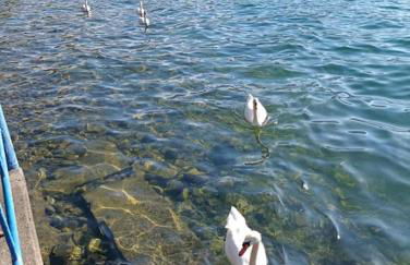 Open space fronte lago - Foto 18