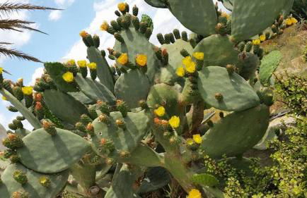 Il Canneto di Selinunte - Foto 56