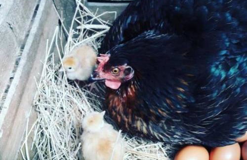 Gite du Prinas - Foto 13