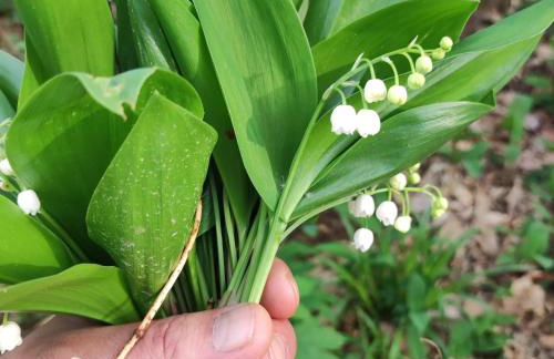 Les charmes de la Kirneck - Photo 36