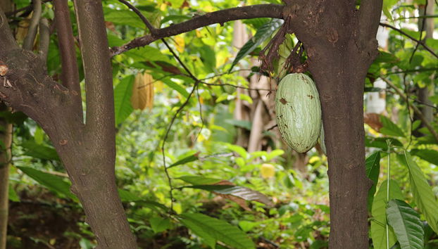 Sahakari Spice Farm - Private Tour - Photo 3