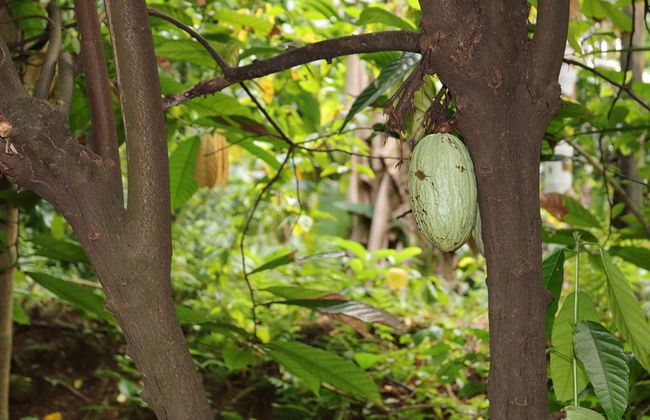 Sahakari Spice Farm - Private Tour - Photo 3