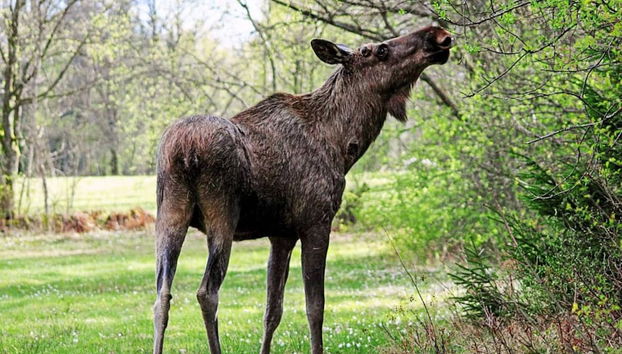 4 Person Holiday Home in Uddevalla - Foto 3, Verschiedenes