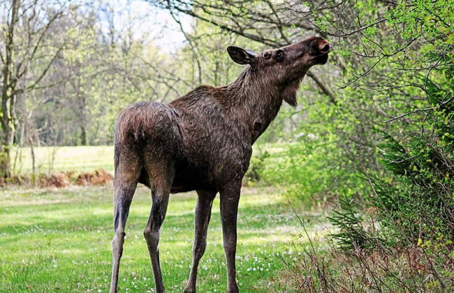 4 Person Holiday Home in Uddevalla - Foto 3