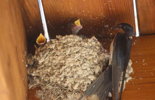 Gite montgolfiere - Foto 13