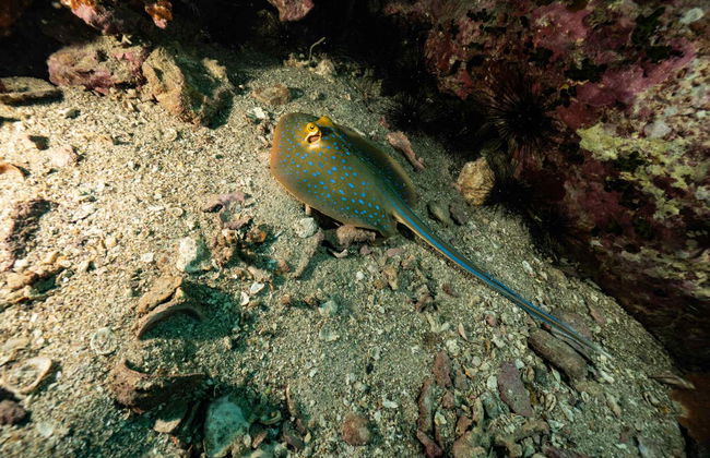 Curso de buceo PADI Open Water - Foto 14