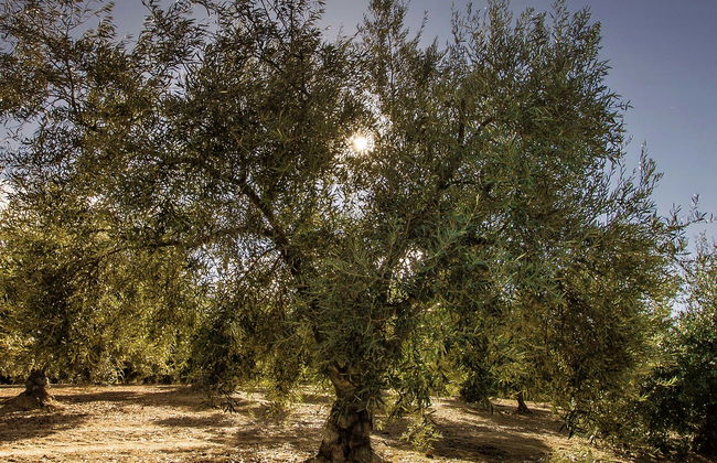 Visita ao Museu do Olivar - Photo 1