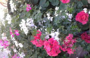 Mare Colline Città d'Arte - Foto 30