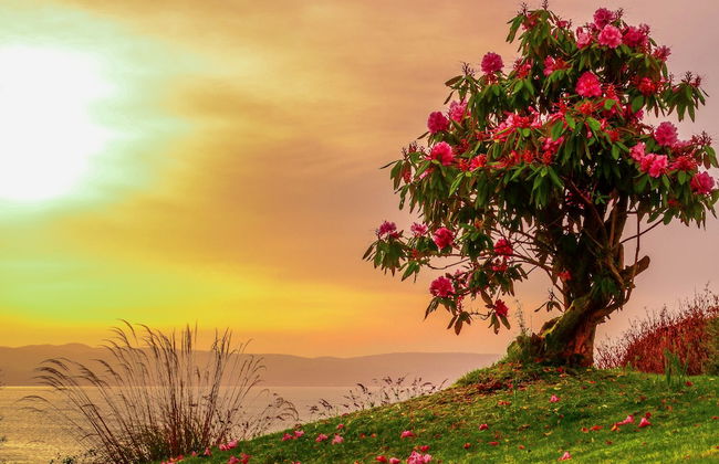 Ardencraig HouseApartments - Foto 14