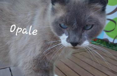 Gîte de l'Alliance 6 à 10 personnes en bord de mer - Photo 21