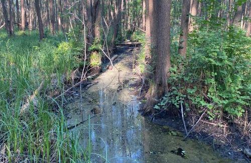 Zielono Mi! Dom przy Puszczy Kampinoskiej - Foto 44