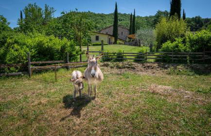 Agriturismo I Pietrini - Photo 40