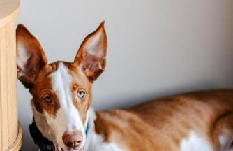 Warmia107-Butikowy dom nad jeziorem - Foto 79