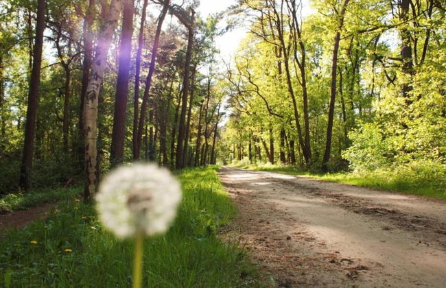 Holiday Home in Achterhoek With Pool & Sauna - Photo 44