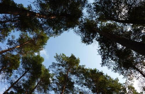 Ferienwohnung Am Ufer an der Müritz - Foto 16