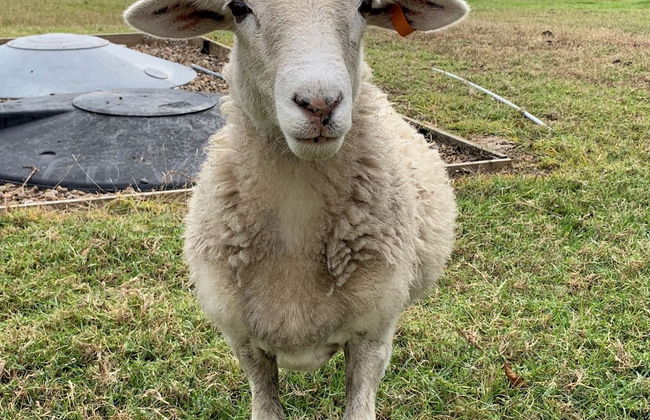 Bryn Glas Farm Stay - Foto 29