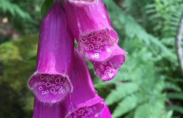 Le petit Kichon - Foto 29