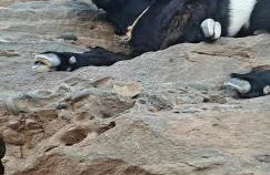 Ajuy Tortuga House - Photo 21