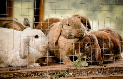 Nengshof Ferienhaus Glockenblume - Foto 27