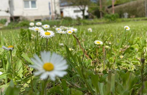 FeWo Pelkmann Apartment 1 - Die Grüne Oase in Weikersheim - Foto 31