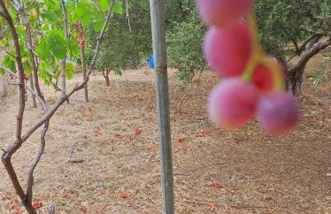 Anatolika Stamatis Paradise - Photo 39