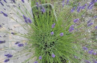 maison spacieuse et lumineuse+ studio - Foto 29