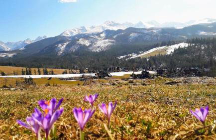 Domek RiverHut Małe Ciche - SkyWalk - blisko do szlaków TPN Wiktorówki, Rusinowa Polana , Gęsia Szyja , Brzeziny , Psia Trawka , Toporowa Cyrhla , Murowaniec , Hala Gąsienicowa - Foto 1