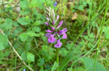 Tawny Owl Pod with Hot Tub - Foto 56