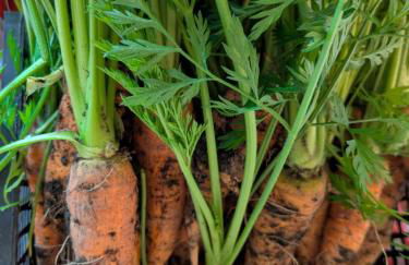 Ferme Pédagogique Bordeneuve - Foto 25