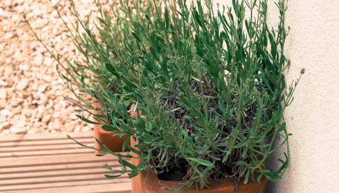 One Abbey Lane - Foto 1