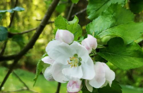 Tiny House mit eigener Sauna am Waldrand in der Fränkischen Schweiz - Foto 59