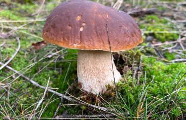 Gemütliches Eifeler Gästehäuschen - Photo 35