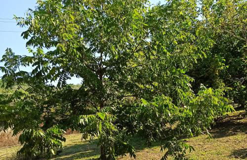 Εξοχική κατοικία - cottage Τίνα - Foto 28