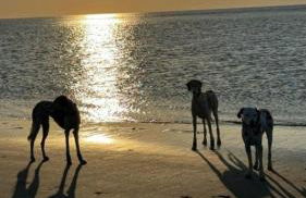 Landhaus Sonnenglück - Foto 18