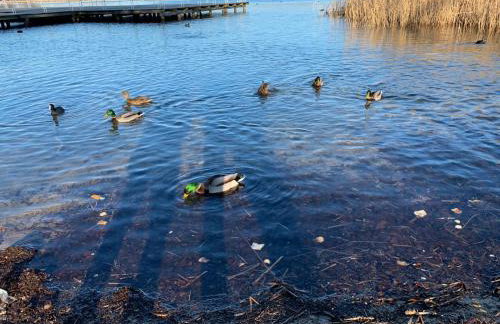 Domek Franianiesulice - Foto 63