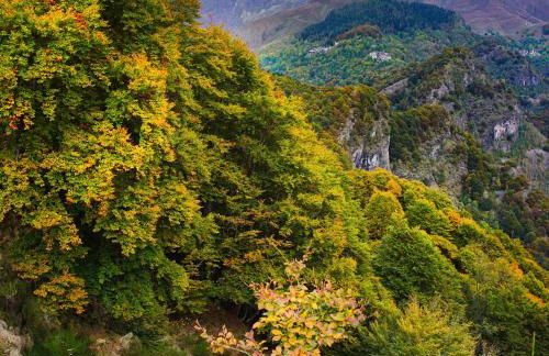 Stones and Pines - Foto 13