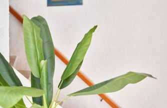 Mahmala Mágica - Foto 35