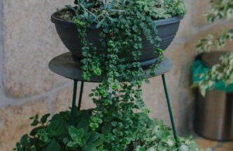 Villa Lanterna - Foto 52