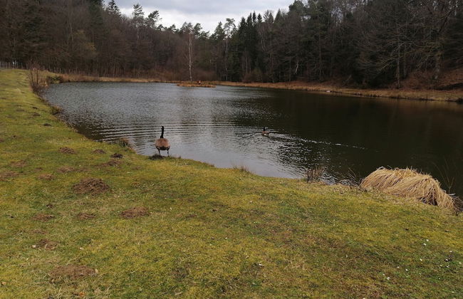 Nice Chalet by the Woods in Saint-leger - Foto 33